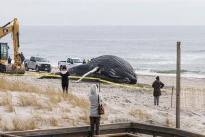 ABD'de gizemli balina ölümleri artıyor: 2 ayda 15 balina karaya vurdu