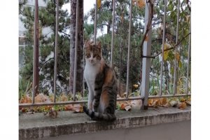 Zorlu Kış Şartlarında Kediler İlgi Bekliyor(Özel Haber)