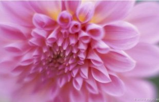 Doğa pembeyle güzel