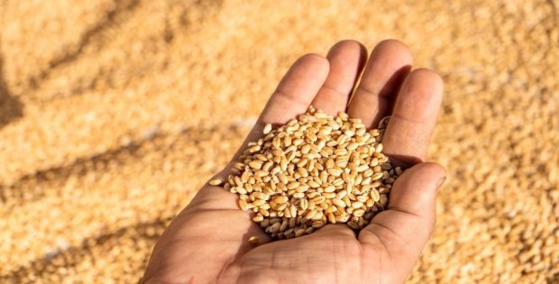 Buğday fiyatları iki yılın zirvesine yaklaştı