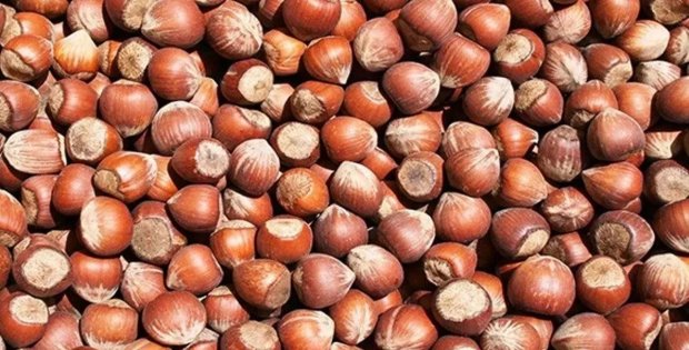 Fındıkta fiyatlar TMO’nun altına düştü