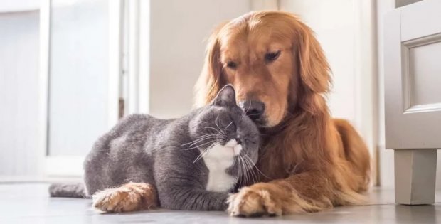 Kedi-köpek sahipleri için sert kurallar geliyor