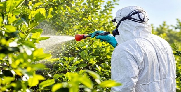 Pestisit sınırları 130 kat aşıldı