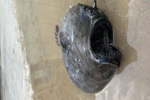 1000 metre derinlikten çıkıp geldi 