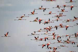 Allı turnalar Tuzla Palas Gölü'nü mesken tuttu