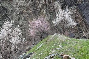 Badem ağaçları çiçek açtı