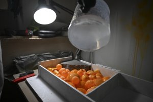 Başkentte kırık kaldırım taşları sanata dönüşüyor