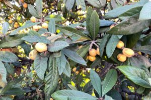 Dalında kalınca, 'bedava, gelin alın' diye çağrıda bulundu