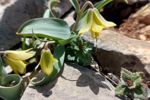 Ender Görülen Çermik Ters Lalesi, Çiçek Açtı