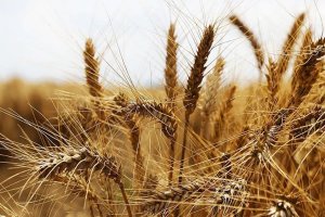 Pişmanlıktan yararlananlar vergi cezası ödemeyecek