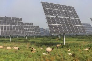 Güneş enerjisi santrallerinde koyun ve inek dönemi