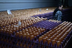 İhtiyaç sahiplerine 53 milyon yumurta bağışlayacaklar