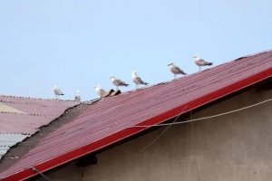 Karadeniz'i istila ediyorlar