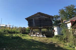 Karadeniz'in 100 Yıllık Bekçisi: Serender