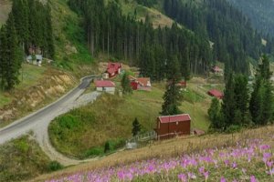 Karadeniz’in Güzide Yaylalarından Erikbeli