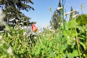 Manisa lalesine dokunan yandı