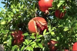 Osmaniye'de nar hasadı başladı