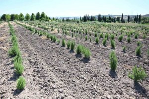 Samsun'da tıbbi bitkiler köylünün yüzünü güldürüyor