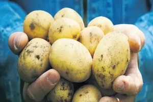 Savaş Avrupa’da patates fiyatlarını yüzde 700 artırdı