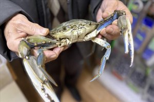Sinop'ta balıkçıların ağına takıldı
