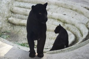Siyah Jaguar Yavrusu Ziyaretçilerle Buluştu