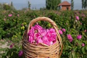 Orman yangınlarıyla dev mücadele! Ekipler seferber oldu