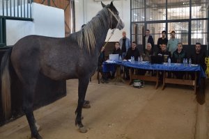 TİGEM, 353 safkan Arap tayını belirledi