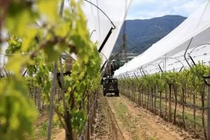 Üzüm üreticileri dolu tülü ile ürünlerini koruyor