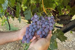 Üzüm üreticisi bu yıl umutlu