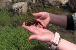 ‘Yağmur Gelini’ baharla birlikte görüldü