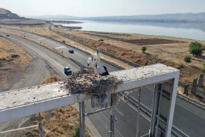 Yavru leylekler büyüdü, uzun yolculuk öncesi son hazırlık