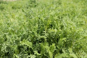 Yerli korunga ''NKÜ Efsane'' adıyla tescillendi