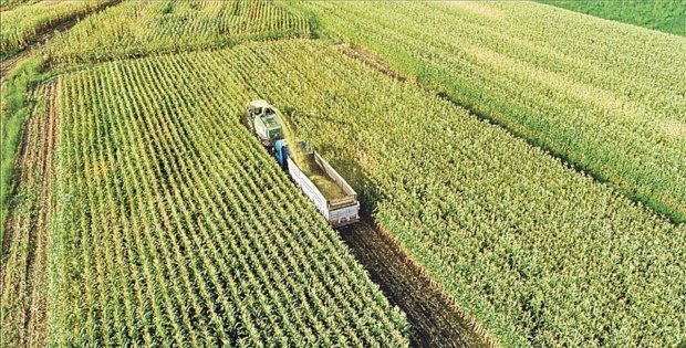 Tarımsal fiyatlarda yeni yükseliş dalgası