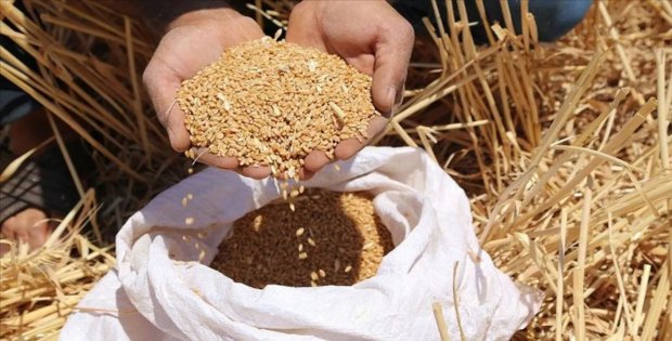 TZOB: Buğday ekim tarihleri 20 gün ile 1 ay ileri kaydı